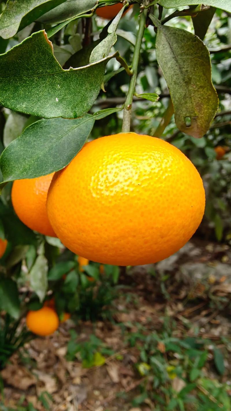 橙啦机构骗了多少人 橙啦机构骗了多少人